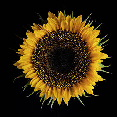 Floral Photos - Sunflower by Nailia Schwarz