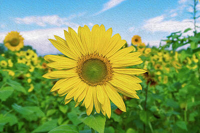 Sunflowers Royalty-Free and Rights-Managed Images - Sunflower on a Sunny Day by Steve Rich