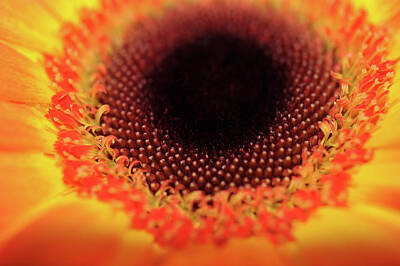 Sunflowers Royalty-Free and Rights-Managed Images - Sunflower by Pelo Blanco Photo