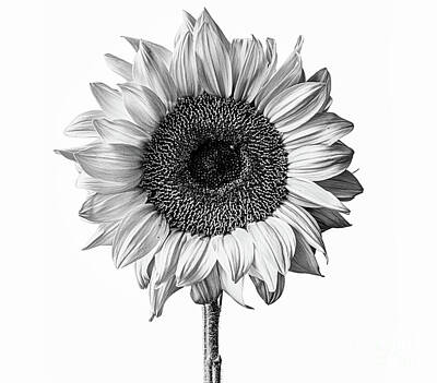 Sunflowers Royalty-Free and Rights-Managed Images - Sunflower Portrait in Black and White by Diane Diederich