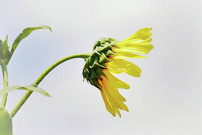 Sunflowers Digital Art - Sunflower Profile Close Up by Gaby Ethington