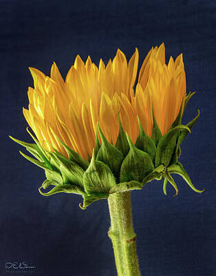 Granger - Sunflower Profile by David Werner