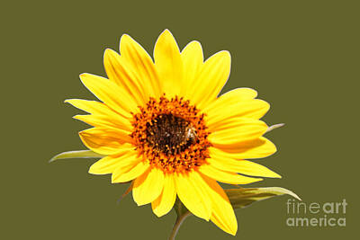 Sunflowers Digital Art - Sunflower by Sheryl Chapman Photography