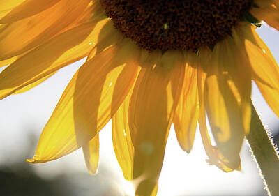 1-war Is Hell Rights Managed Images - Sunflower Skirt Royalty-Free Image by Nila Jane Autry