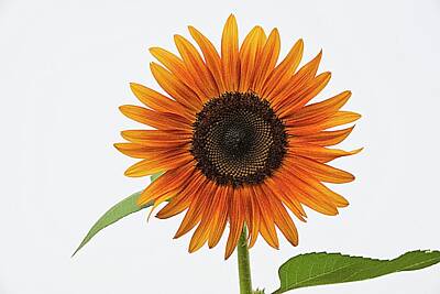 Lori A Cash Royalty-Free and Rights-Managed Images - Sunflower White Sky  by Lori A Cash