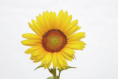 Lori A Cash Royalty-Free and Rights-Managed Images - Sunflower with White Clouds by Lori A Cash