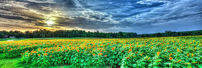 Sunflowers Rights Managed Images - Sunflowers At Sunset Panorama UGA Agricultural Farming Landscape Art Royalty-Free Image by Reid Callaway