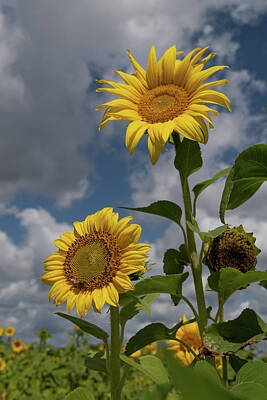 Cowboy - Sunflowers by Carolyn Hutchins