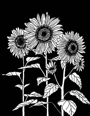 Sunflowers Drawings - Sunflowers on Black by Masha Batkova