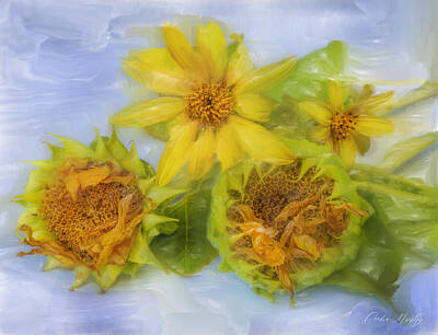 Sunflowers Digital Art - Sunflowers - Seed and Flower Digital Painting by Cordia Murphy