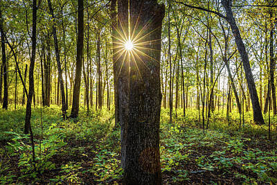 Pop Art - Sunlight Through The Trees by Jordan Hill
