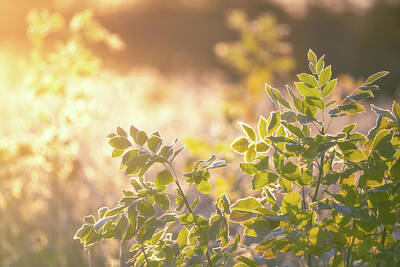 Royalty-Free and Rights-Managed Images - Sunlit Leaves by Darren White
