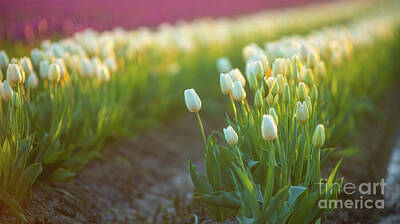 Rights Managed Images - Sunlit White Tulip Fields in Washington State Royalty-Free Image by Mike Reid