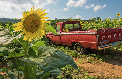 Sunflowers Photos - Sunny Days by Kristopher Schoenleber