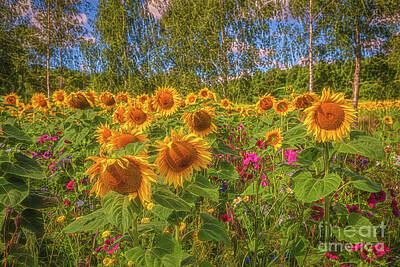 Sunflowers Photos - Sunny meadow by Veikko Suikkanen