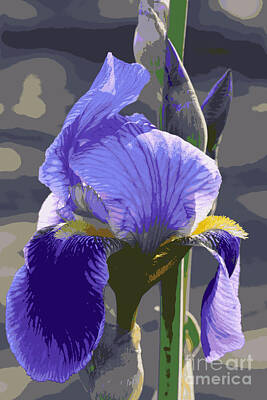 David Bowie Royalty Free Images - Sunny Purple Iris Creative Royalty-Free Image by Carol Groenen
