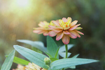 Curated Pouches - Sunny Summer Garden Zinnia photograph by Ann Powell