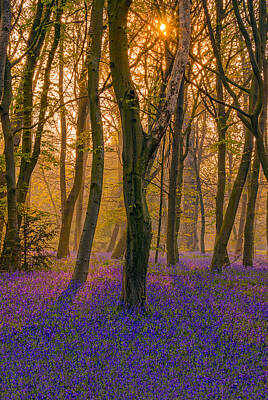 Travel Luggage Royalty Free Images - Sunrise between bluebells in Chalet Wood Royalty-Free Image by George Afostovremea