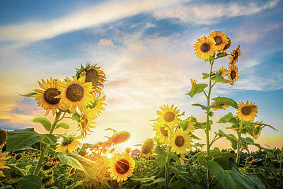 Short Story Illustrations - Sunset Among The Sunflowers by Jordan Hill