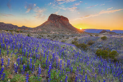 Minimalist Movie Quotes - Sunset and Bluebonnets at Big Bend 21 by Rob Greebon