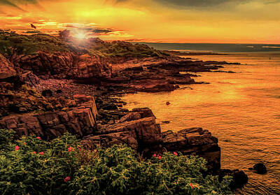Roses Photo Royalty Free Images - Sunset Fort Williams Park Cliffs Royalty-Free Image by Norma Brandsberg