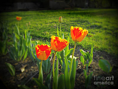 Frank J Casella Royalty-Free and Rights-Managed Images - Sunset Spring Tulips by Frank J Casella