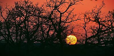 Quotes And Sayings - Sunset Trees Panorama by Gaby Ethington
