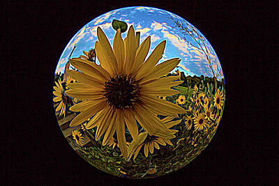 Owls - Sunsinger Sunflower Fisheye Artistic 108 by Steve Heater