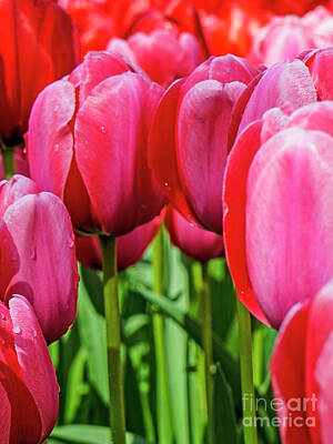 Fathers Day 1 - Super Closeup Spring Tulip Flowers from Keukenhof in the Netherlands 2 of 7 by William Robert Stanek