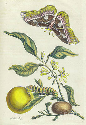 Keith Richards Royalty Free Images - Surinam insects by Maria Sibylla Merian p49 Royalty-Free Image by Historic illustrations