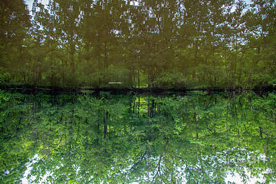Surrealism Photos - Surreal inverted forest pond reflection by Fem Entangled
