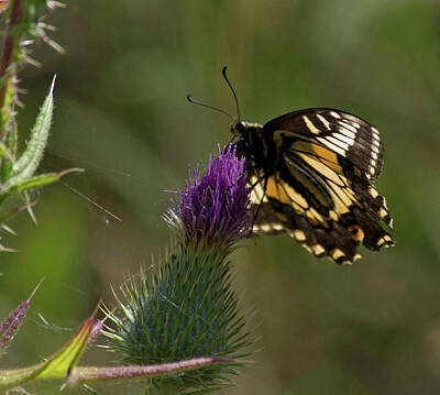 I Want To Believe Posters Rights Managed Images - Swallowtail Royalty-Free Image by Rob Mclean