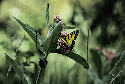 Birds Royalty Free Images - Swallowtail visits a milkweed flower Royalty-Free Image by Jeff Swan