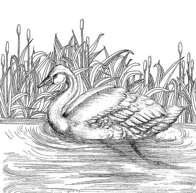Animals Drawings - Swan by Jennifer Wheatley Wolf