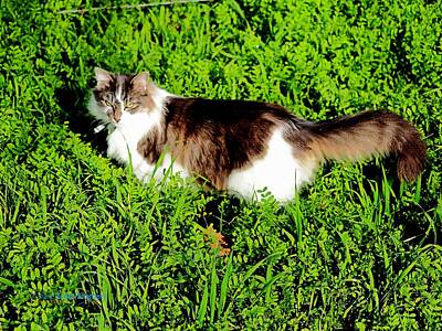 Shaken Or Stirred - Sweet Grass Cat by Richard Thomas