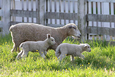 Landmarks Photos - Sweet Lambs with Mom on a Spring Morning by Rachel Morrison