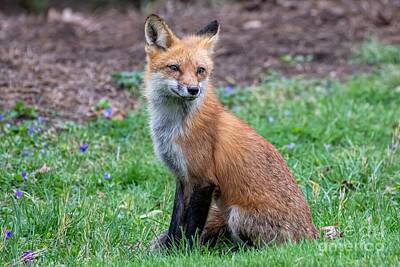 Mammals Photos - Sweet Momma Fox by Jennifer Jenson