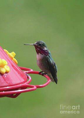 Chiaroscuro And Caravaggio - Sweet Spring Hummingbird by Carol Groenen