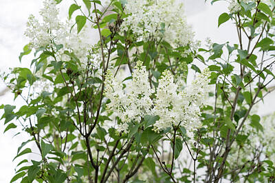 Florals Photos - Sweet Springtime Aromatherapy with White Lilac by Georgia Mizuleva