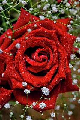 Roses Royalty Free Images - Sweet Valentine Royalty-Free Image by Az Jackson