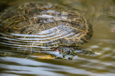 Snails And Slugs - Swimming Turtle by Sharon Gucker