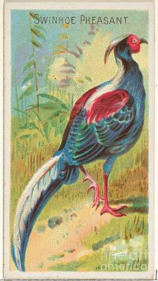 Animals Paintings - Swinhoe Pheasant, from the Birds of the Tropics series N5 for Allen and Ginter Cigarettes Brands,188 by Shop Ability