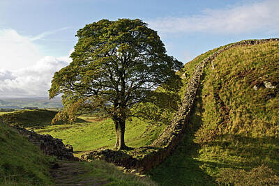 Spot Of Tea Rights Managed Images - Sycamore Gap rw0003 Royalty-Free Image by David Pringle