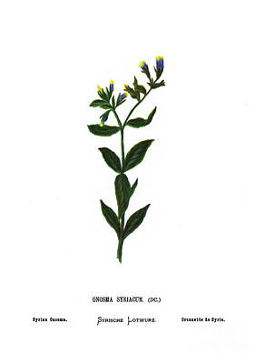 Music Tees - Syrian Onosma c1 by Botany