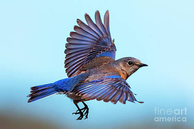 Birds Photos - Taking Flight by Michael Dawson