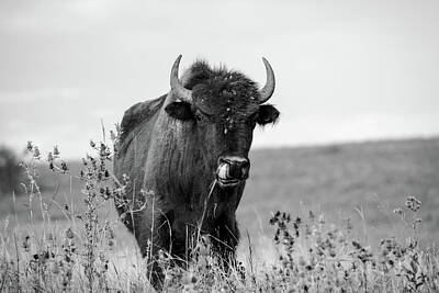 Pediatricians Office - Talent Show - Buffalo on Tallgrass Prairie in Oklahoma by Southern Plains Photography