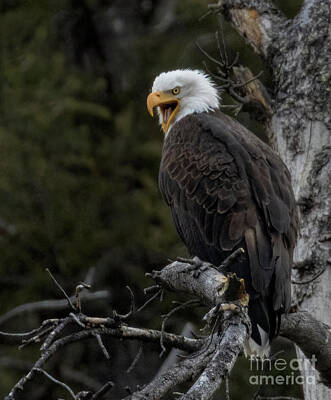 Steven Krull Royalty Free Images - Talking Bald Eagle in Eleven Mile Canyon Royalty-Free Image by Steven Krull