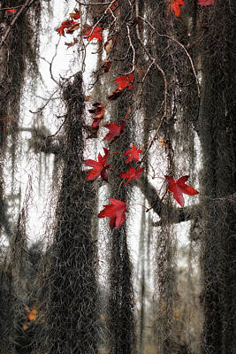Lucky Shamrocks - Tangled Webs - Red Leaves in Spanish Moss in Louisiana by Southern Plains Photography