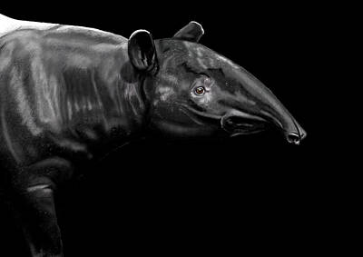 Mammals Mixed Media - Tapir Portrait by Judy Link Cuddehe