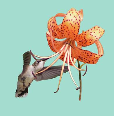 Lilies Digital Art - Taste of Tiger Lilly by Angela Conklin